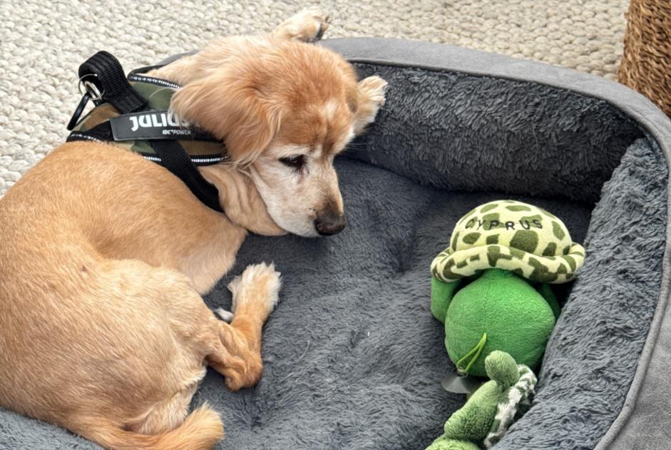 Verdwijningsalarm Hond rassenvermenging Vrouwtje , 17 jaar Bützow Duitsland